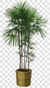 CUT OUT POT PLANTS PACK 1 00016 - pixel 760 x 1320