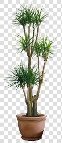 CUT OUT POT PLANTS PACK 1 00016 - pixel 820 x 1880