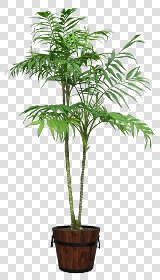 CUT OUT POT PLANTS PACK 1 00016 - pixel 1080 x 1880