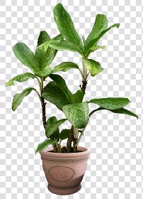 CUT OUT POT PLANTS PACK 1 00016 - pixel 840 x 1160