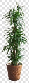 CUT OUT POT PLANTS PACK 2 00017 - pixel 600 x 1680