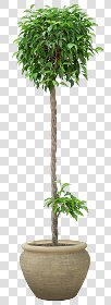 CUT OUT POT PLANTS PACK 2 00017 - pixel 600 x 1640