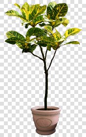 CUT OUT POT PLANTS PACK 2 00017 - pixel 960 x 1520