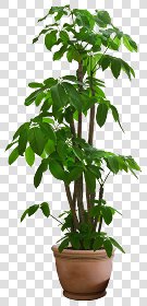 CUT OUT POT PLANTS PACK 2 00017 - pixel 560 x 1160