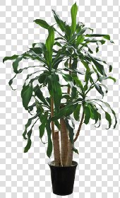 CUT OUT POT PLANTS PACK 2 00017 - pixel 720 x 1180