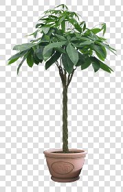 CUT OUT POT PLANTS PACK 3 00018 - pixel 1000 x 1560