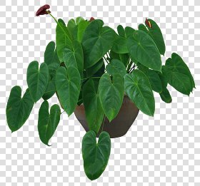 CUT OUT POT PLANTS PACK 3 00018 - pixel 1140 x 1480