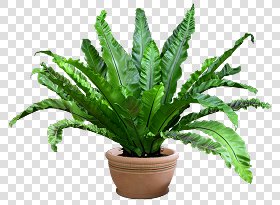 CUT OUT POT PLANTS PACK 3 00018 - pixel 1280 x 940