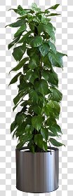 CUT OUT POT PLANTS PACK 3 00018 - pixel 560 x 1500