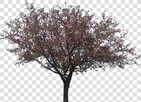 CUT OUT TREES PACKAGE 3 00015 - pixel 650 x 475