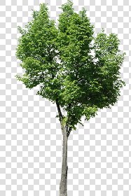 CUT OUT TREES PACKAGE 3 00015 - pixel 1944 x 2904