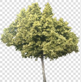 CUT OUT TREES PACKAGE 3 00015 - pixel 686 x 700