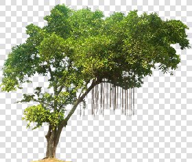 CUT OUT TREES PACKAGE 3 00015 - pixel 819 x 696