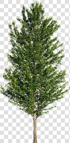 CUT OUT TREES PACKAGE 3 00015 - pixel 580 x 1173