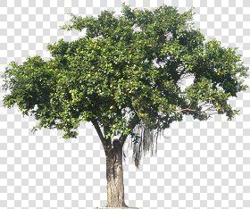 CUT OUT TREES PACKAGE 3 00015 - pixel 953 x 799