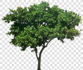 CUT OUT TREES PACKAGE 3 00015 - pixel 959 x 811