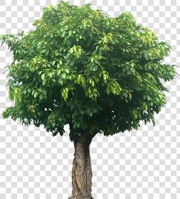 CUT OUT TREES PACKAGE 3 00015 - pixel 815 x 900