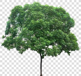 CUT OUT TREES PACKAGE 3 00015 - pixel 849 x 800