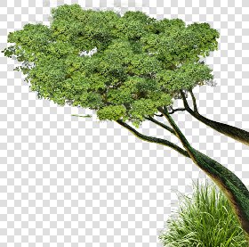 CUT OUT TREES PACKAGE 3 00015 - pixel 1327 x 1314