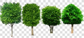 CUT OUT TREES PACKAGE 3 00015 - pixel 1024 x 467