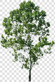 CUT OUT TREES PACKAGE 3 00015 - pixel 508 x 754