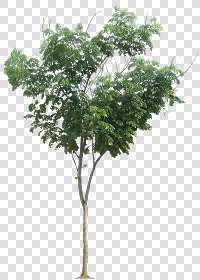 CUT OUT TREES PACKAGE 3 00015 - pixel 713 x 996