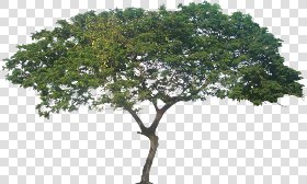 CUT OUT TREES PACKAGE 3 00015 - pixel 1100 x 662