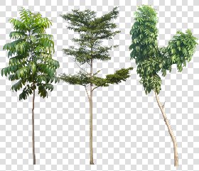 CUT OUT TREES PACKAGE 4 00019 - Pixel 1367 x 1181