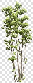 CUT OUT TREES PACKAGE 4 00019 - Pixel 1404 x 3500