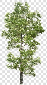 CUT OUT TREES PACKAGE 4 00019 - Pixel 1952 x 3500