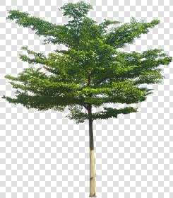 CUT OUT TREES PACKAGE 4 00019 - Pixel 791 x 902