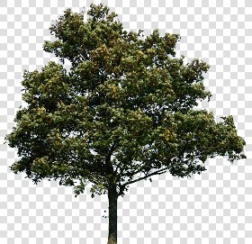 CUT OUT TREES PACKAGE 4 00019 - Pixel 2301 x 2229