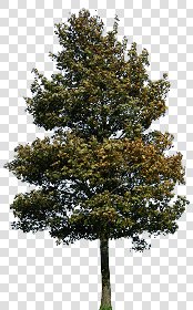 CUT OUT TREES PACKAGE 4 00019 - Pixel 1458 x 2346