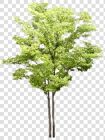 CUT OUT TREES PACKAGE 5 00034 - 1 - cut out tree pack 5 px 2114x2800