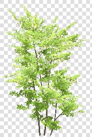 CUT OUT TREES PACKAGE 5 00034 - 14 - cut out tree pack 5 px 2023x3000