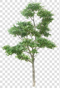 CUT OUT TREES PACKAGE 5 00034 - 17 - cut out tree pack 5 px 2079x3000