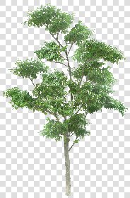 CUT OUT TREES PACKAGE 5 00034 - 18 - cut out tree pack 5 px 1979x3000