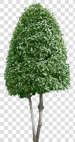 CUT OUT TREES PACKAGE 5 00034 - 19 - cut out tree pack 5 px 1268x2389