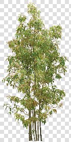 CUT OUT TREES PACKAGE 5 00034 - 2 - cut out tree pack 5 px 1758x3500