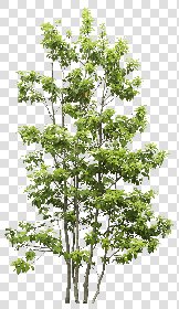 CUT OUT TREES PACKAGE 5 00034 - 20 - cut out tree pack 5 px 1741x3000