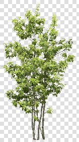 CUT OUT TREES PACKAGE 5 00034 - 21 - cut out tree pack 5 px 1683x3000