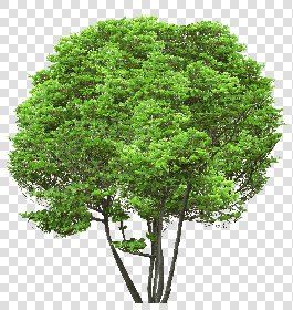 CUT OUT TREES PACKAGE 5 00034 - 22 - cut out tree pack 5 px 2304x2433