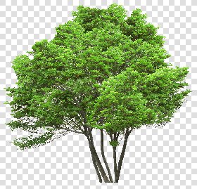 CUT OUT TREES PACKAGE 5 00034 - 23 - cut out tree pack 5 px 2423x2330
