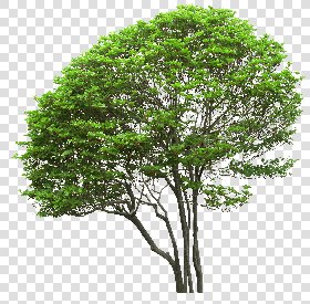 CUT OUT TREES PACKAGE 5 00034 - 24 - cut out tree pack 5 px 2421x2382