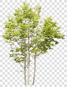 CUT OUT TREES PACKAGE 5 00034 - 3 - cut out tree pack 5 px 2332x3000