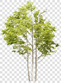 CUT OUT TREES PACKAGE 5 00034 - 4 - cut out tree pack 5 px 2197x3000