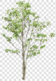 CUT OUT TREES PACKAGE 5 00034 - 5 - cut out tree pack 5 px 2271x3000