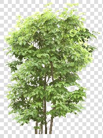 CUT OUT TREES PACKAGE 5 00034 - 8 - cut out tree pack 5 px 2257x3000