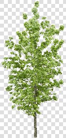CUT OUT TREES PACKAGE 5 00034 - 9 - cut out tree pack 5 px 1686x3500
