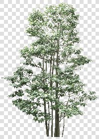 CUT OUT TREES PACK 6 00041 - 1 cut out tree pack 6 px 2141x3000